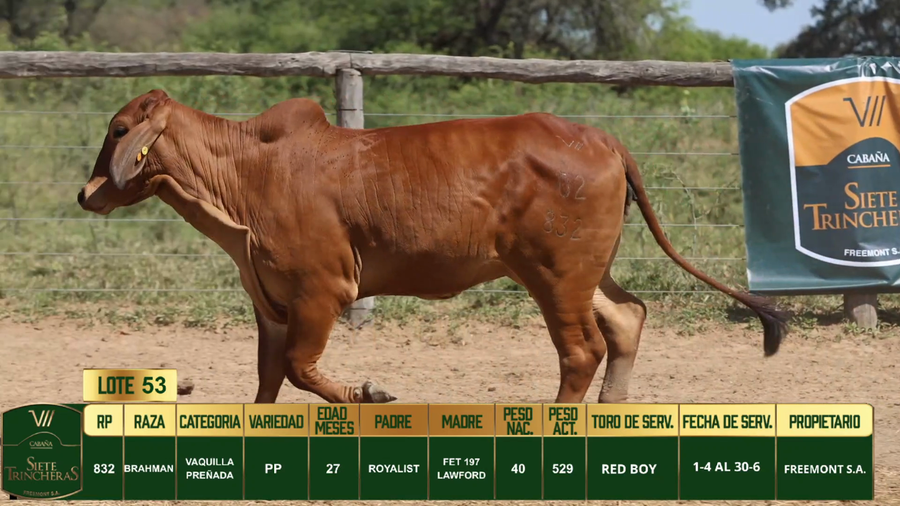 Lote LOTE 53