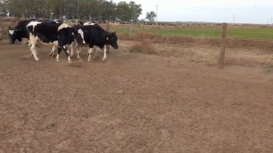 Lote Adeco Agropecuaria - Vaquillonas Preñadas