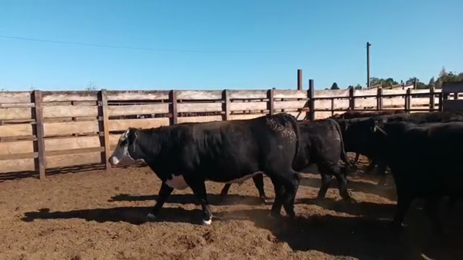 Lote 40 Novillo Gordo en Los Ángeles, VIII Región Biobío