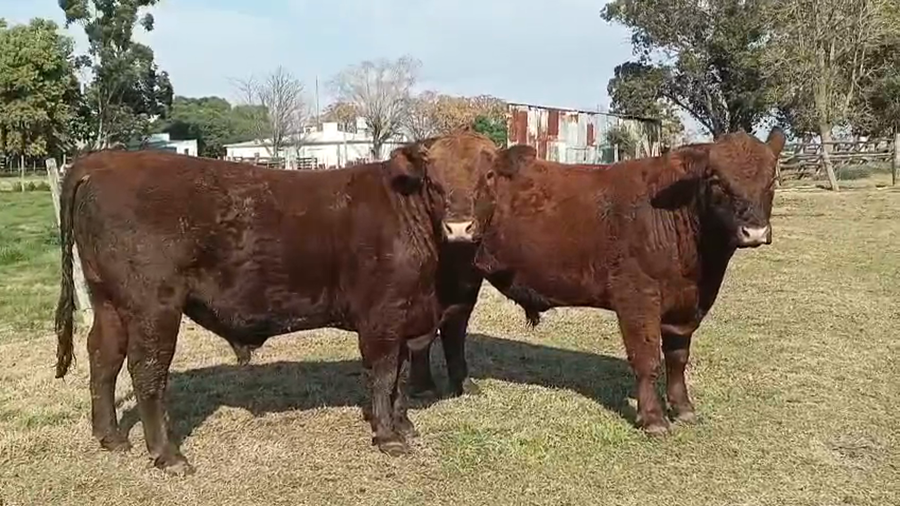 Lote 2 Toros a remate en Pantalla Camy, San José