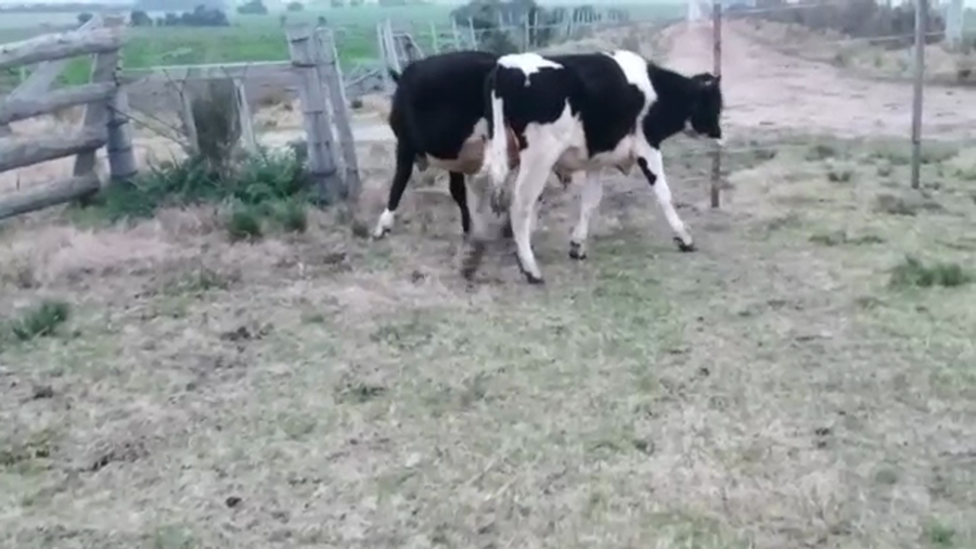 Lote 2 Terneros HOLANDO a remate en PANTALLA CAMY 250kg - , San José