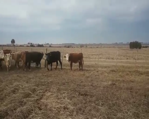 Lote 13 Vaquillonas  HOLANDO ANGUS CRUZAS a remate en Pantalla Camy 240 - 260kg - , San José