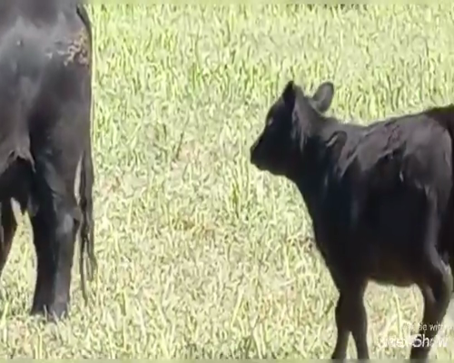 Lote 75 Terneros en Buenos Aires, Guamini