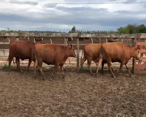 Lote 50 VAQUILLONAS ANGUS COLORADAS DE 330 KG  P/ ENTORAR, EN SAN ANTONIO DE ARECO, PBA.-