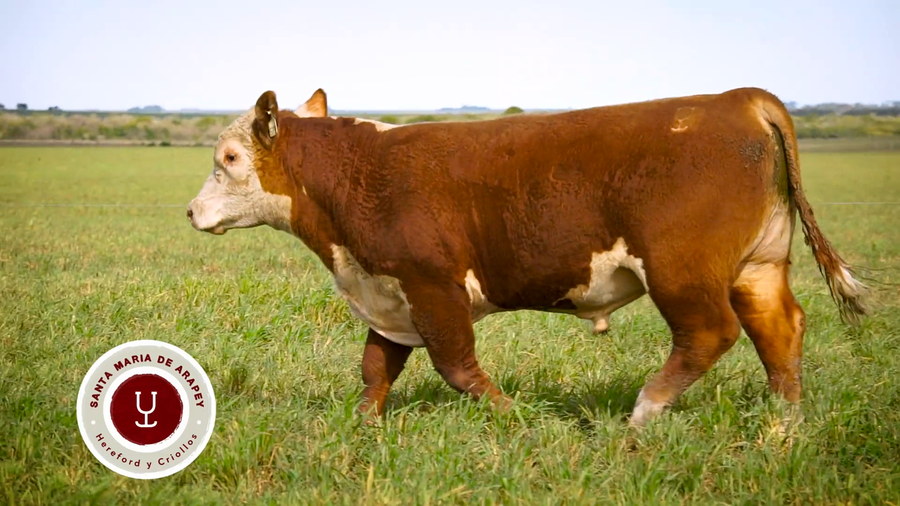 Lote TOROS SANTA MARIA DE ARAPEY