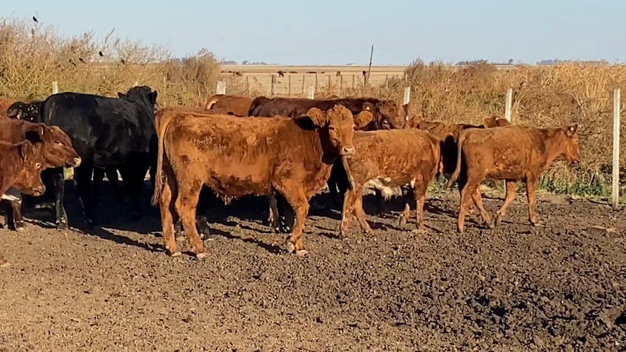 Lote 77 Novillitos
