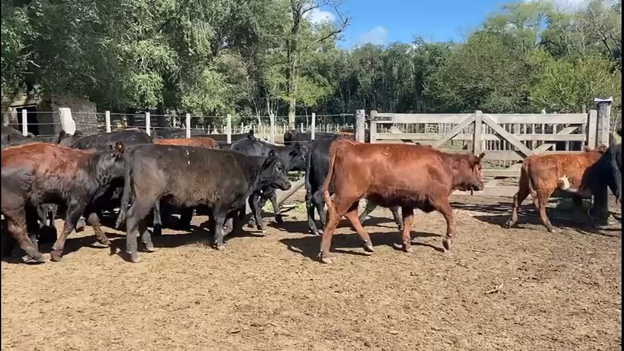 Lote 75 Terneras en Bolívar