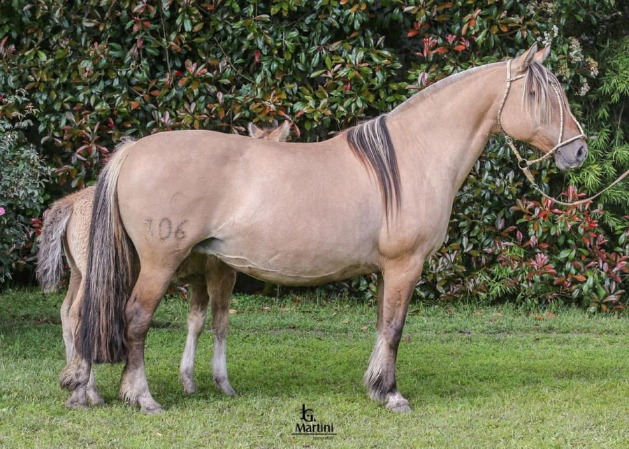 Lote Suertuda Caraguatá