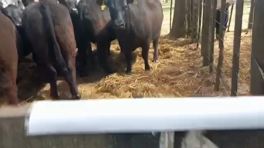 Lote "Corral 16 Vaq. PC Preñadas ""Cabaña Juancito de Juan Carlos Mayoral"""