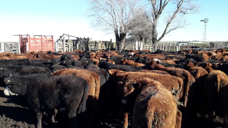 Lote 65 Terneros en Gral. Lamadrid, Buenos Aires