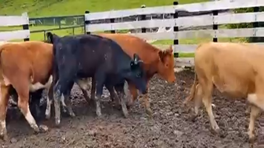 Lote 10 Vaquilla Engorda en Osorno, X Región Los Lagos