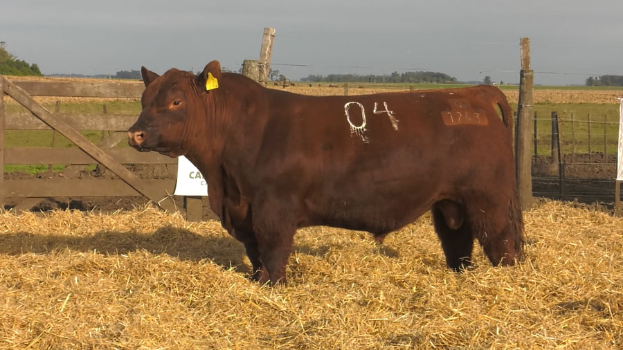 Lote Toros PC Colorados