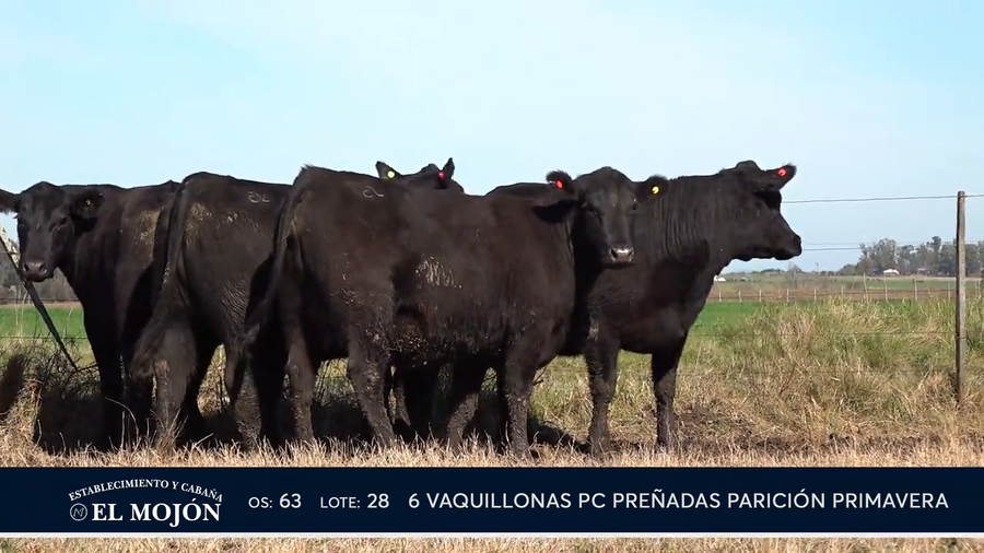 Lote NEGRAS PREÑADAS PARICIÓN PRIMAVERA