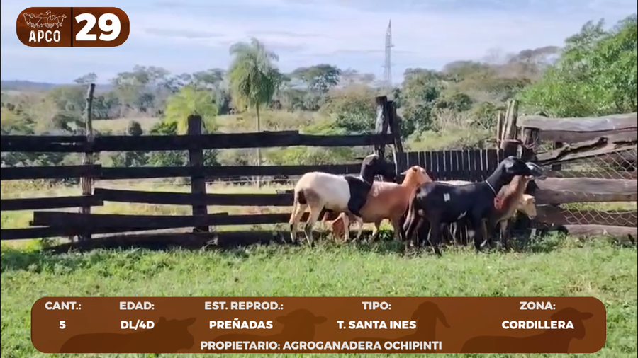 Lote LOTE 29 -POR PANTALLA