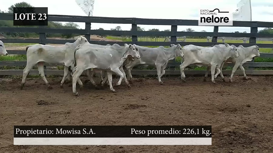 Lote Expo Nacional Terneras - Lote 23