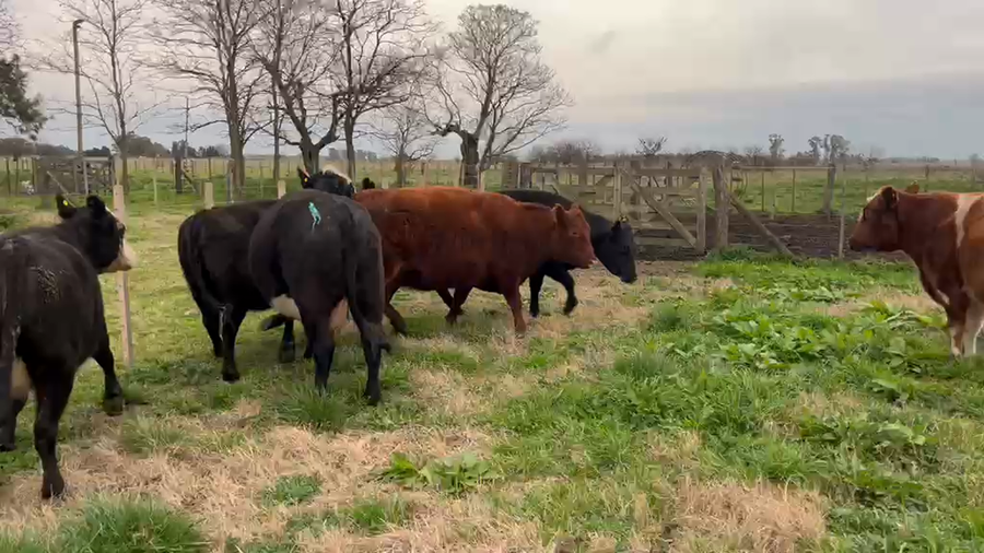 Lote 5 Vacas MEDIO USO Y USADAS CON G/P