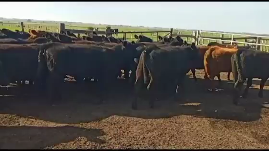 Lote VAQUILLONAS DE 1 A 2 AÑOS