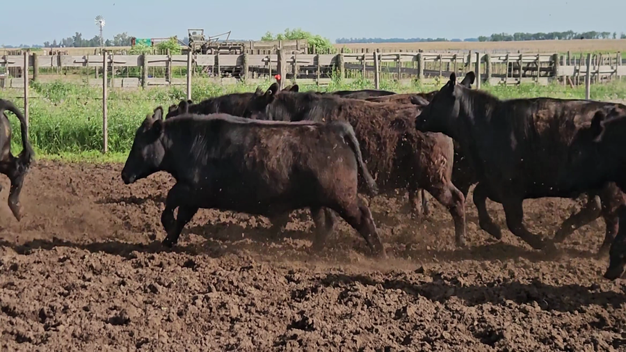 Lote 70 Novillitos en Buenos Aires, Pirovano