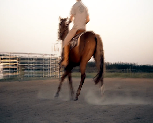 Lote SUGAR GOT LUCKY LENA