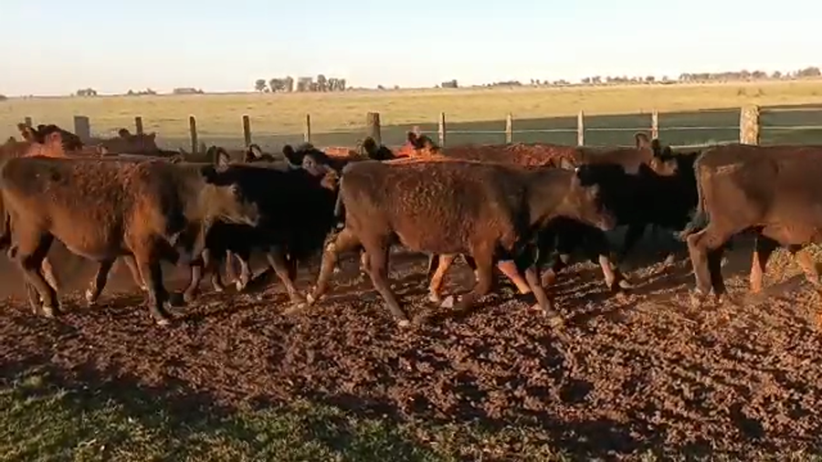 Lote 50 Terneros en Buenos Aires, Las Flores