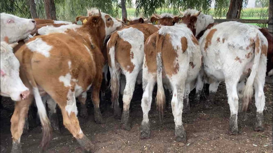 Lote 35 Novillo Engorda en María Pinto, Región Metropolitana