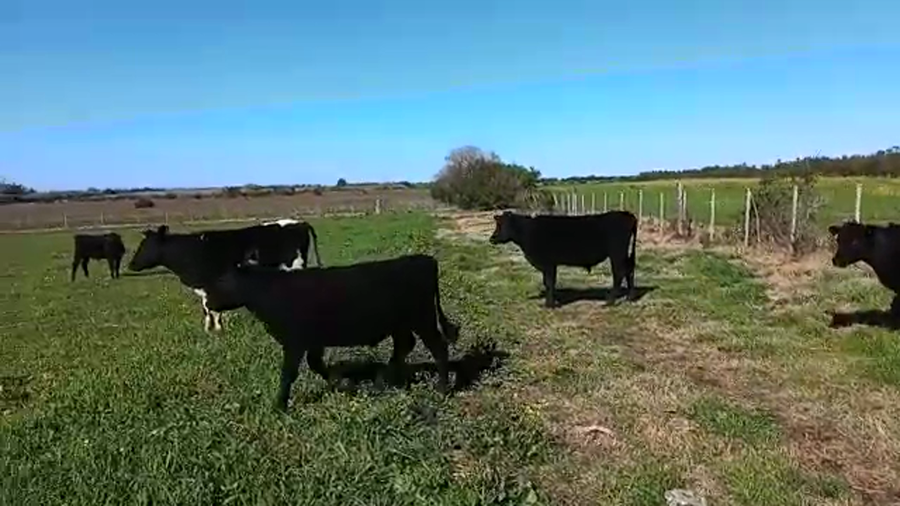 Lote 5 Terneros ANGUS a remate en PANTALLA CAMY - SAN JOSE  1500 VACUNOS 200kg - , San José
