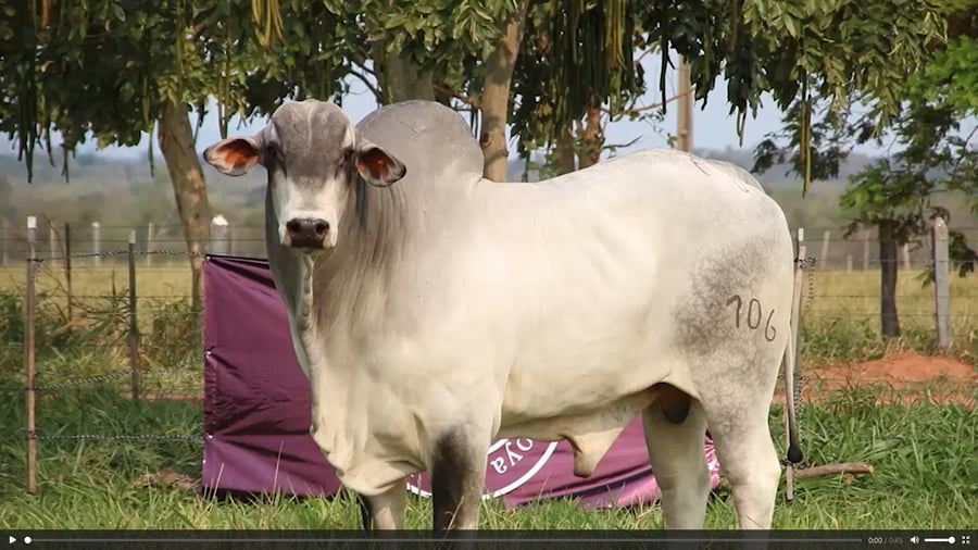 Lote LOTE 54