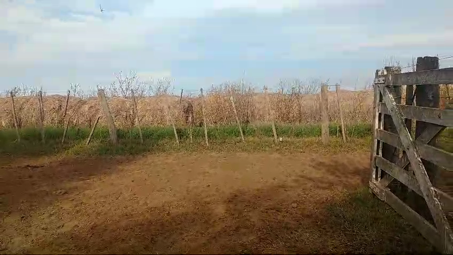 Lote 80 Novillitos en Huanguelen