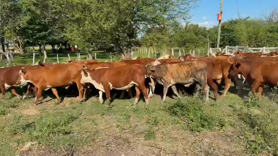 Lote 55 Novillos