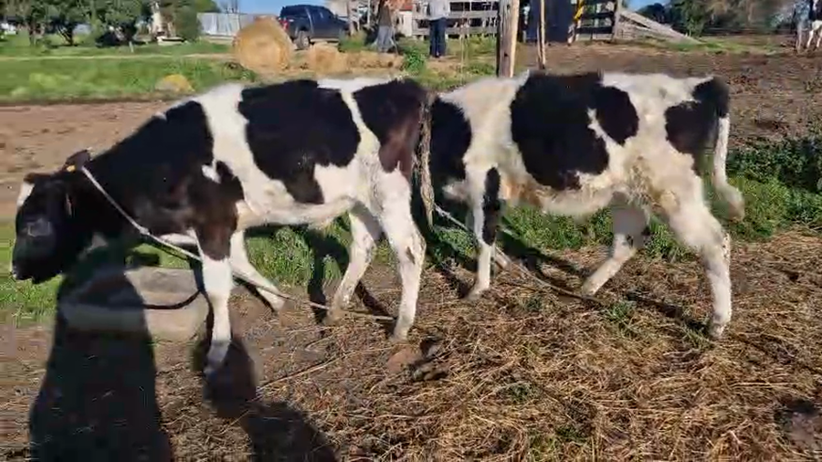 Lote 3 Terneros a remate en Pantalla Aniversario - Escritorio Camy, San José