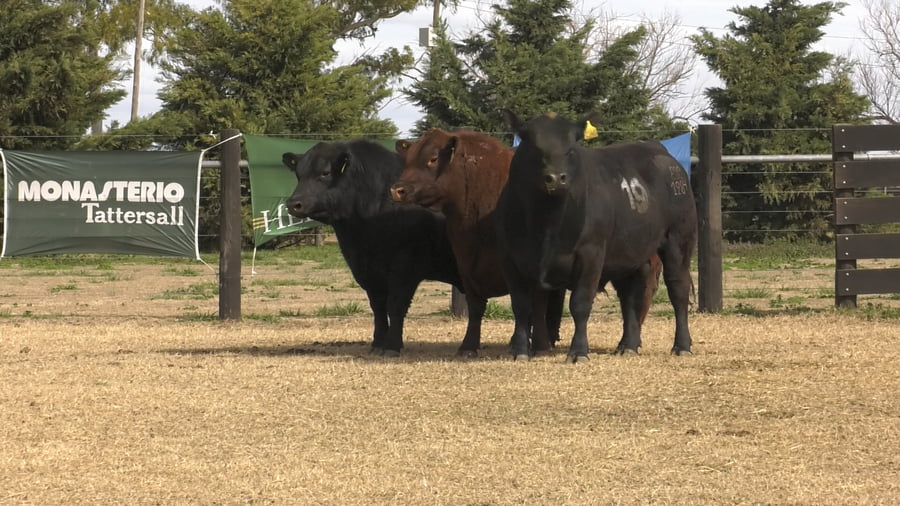 Lote TOROS ANGUS PUROS CONTROLADOS