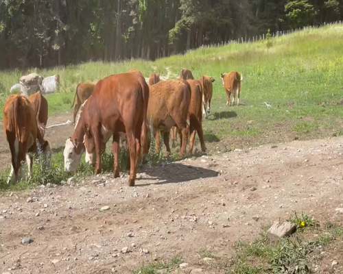 Lote 62 Novillo Engorda en Coyhaique, XI Región Aysén