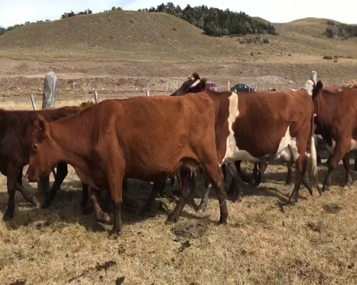 Lote 65 Ternero en Coyhaique, XI Región Aysén