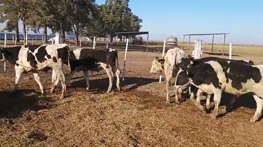 Lote 32 Novillitos Holando Argentino en Porteña , Córdoba