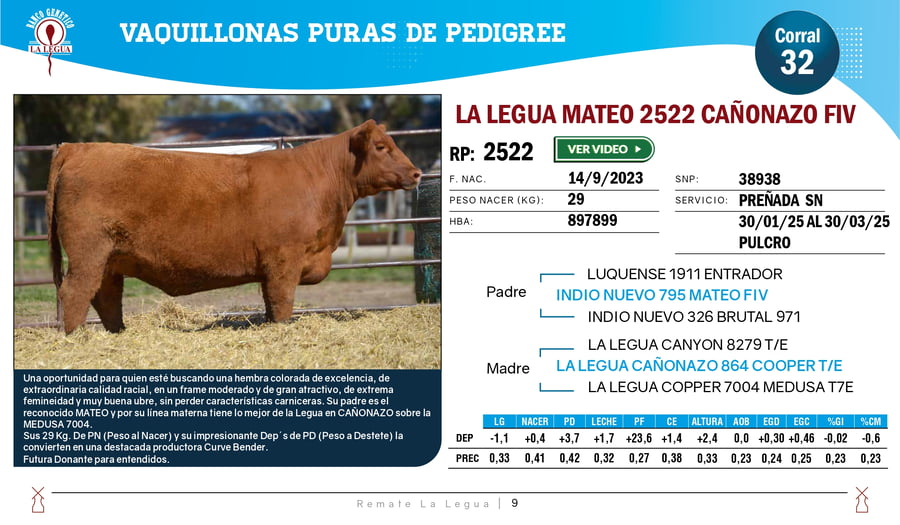 Lote VAQUILLONAS ANGUS  PP