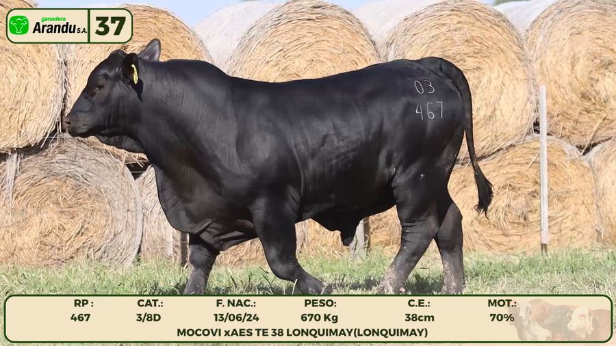 Lote LOTE 37