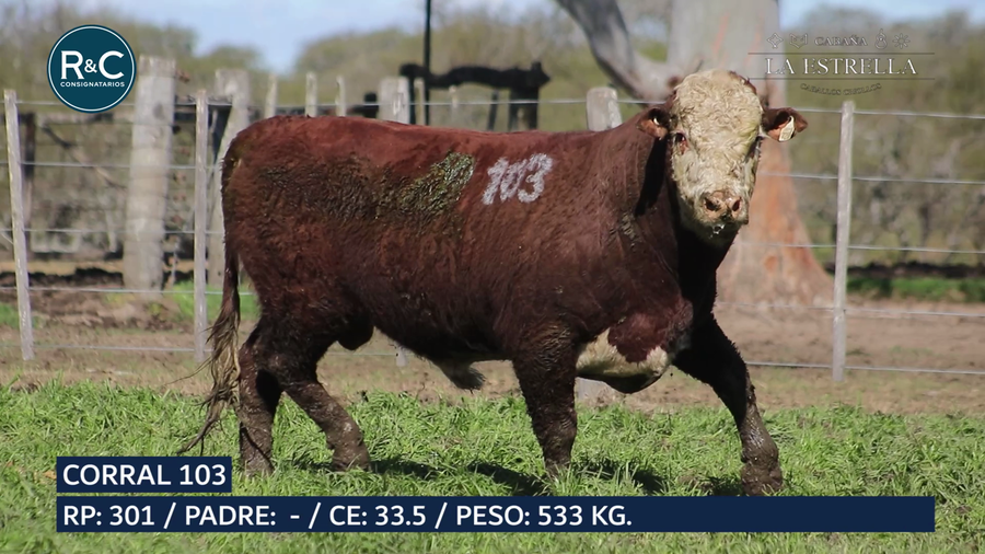 Lote Toro Hereford