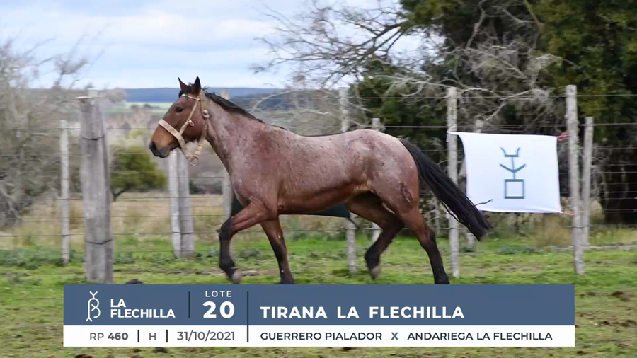 Lote TIRANA LA FLECHILLA