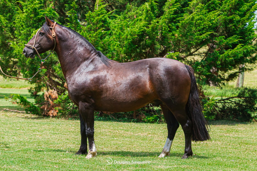 Lote QUELEN COPUCHENTO