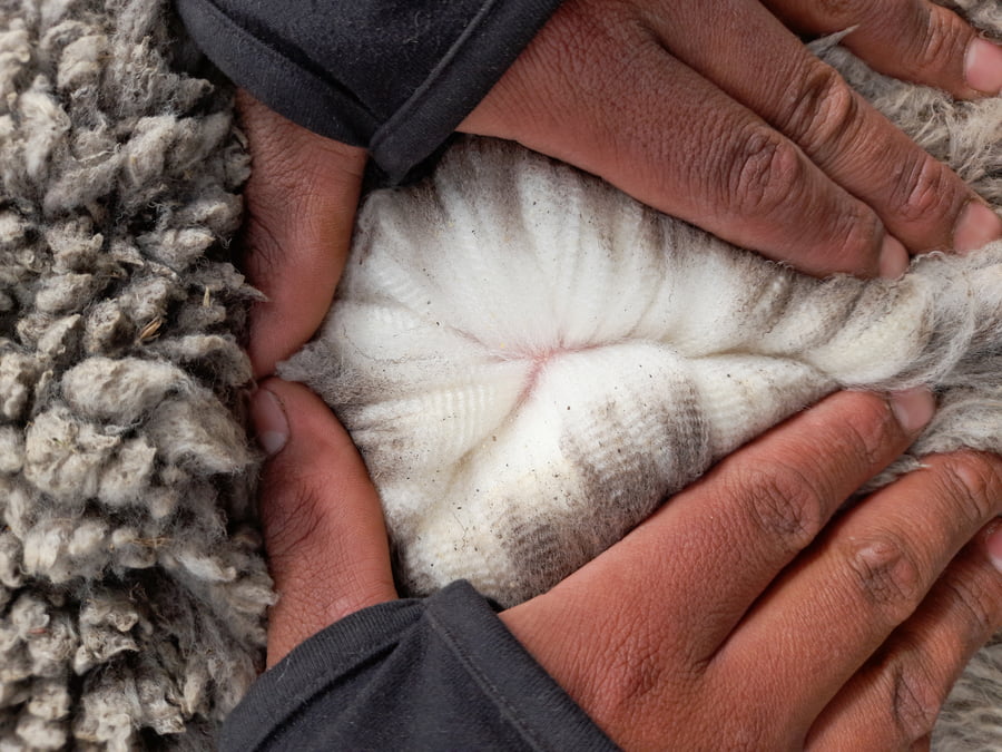 Lote Carnero TOP A, 17-0399