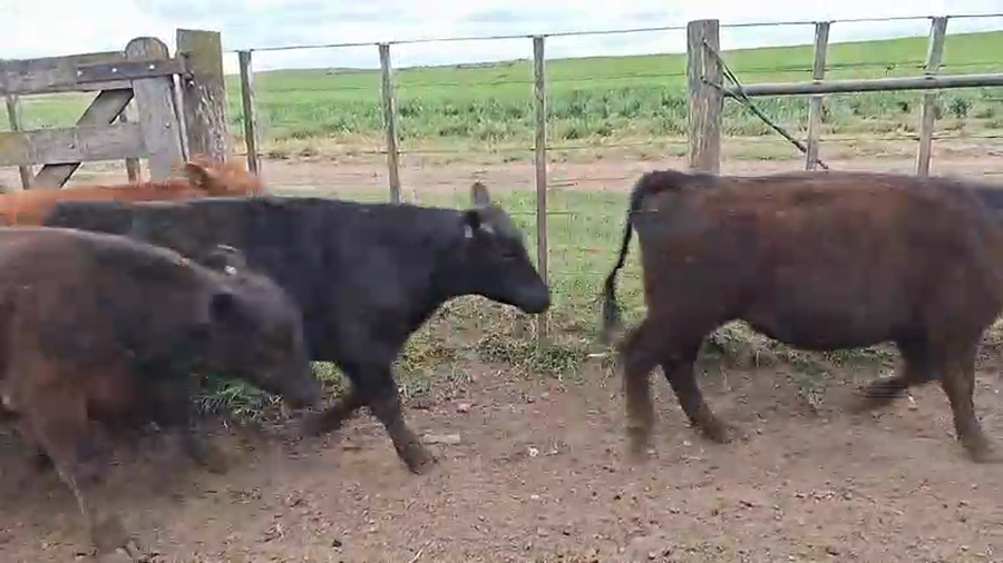 Lote 125 Terneros
