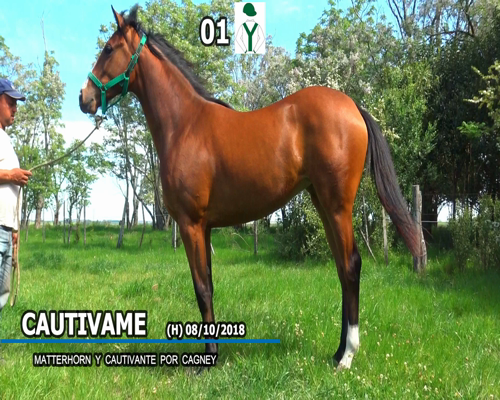 Lote CAUTIVAME