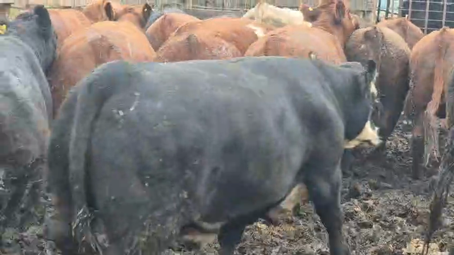 Lote 45 Novillo Gordo en Yerbas Buenas, VII  Región Maule