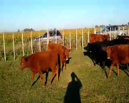 Lote 60 Terneros/as en Pehuajó, Buenos Aires