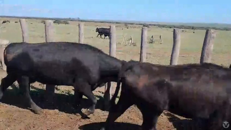 Lote 30 vacas usadas/vacías