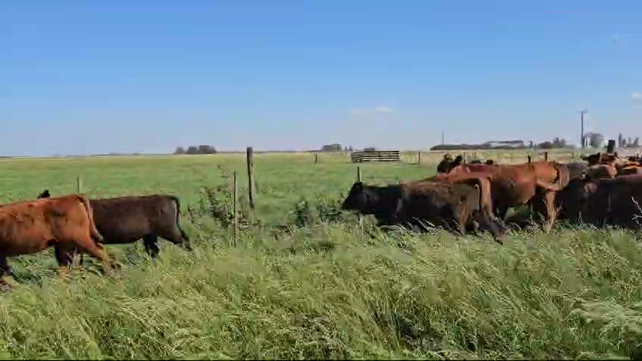 Lote 36 Terneras en Suipacha