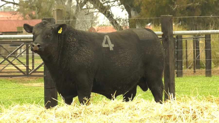 Lote TOROS ANGUS PURO CONTROLADO