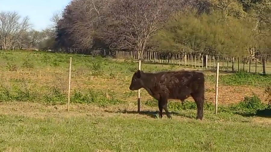 Lote 60 Terneros