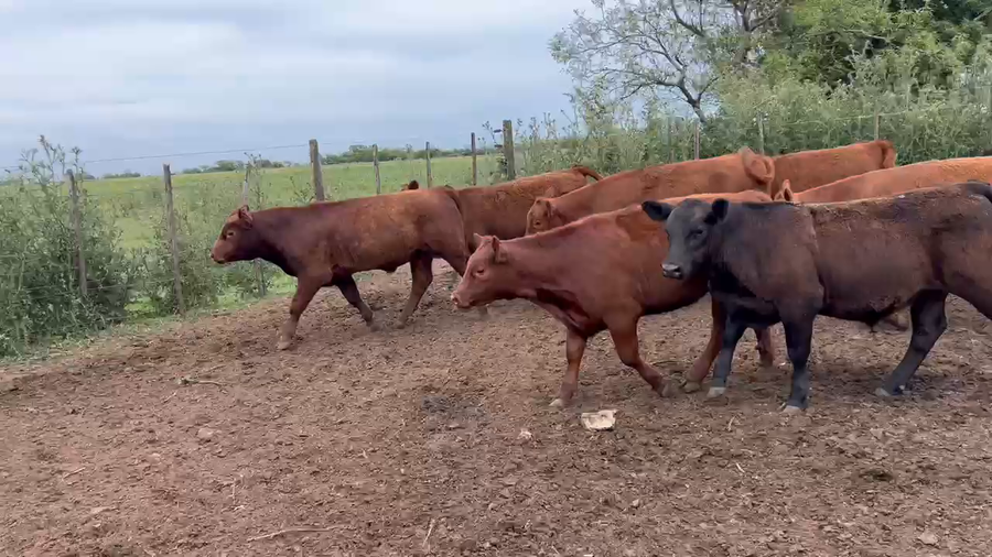 Lote 60 Terneros/as en Buenos Aires, El Triunfo