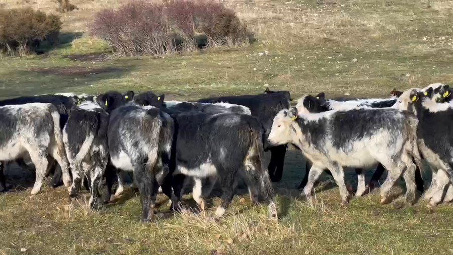 Lote 27 Ternera en Coyhaique, XI Región Aysén